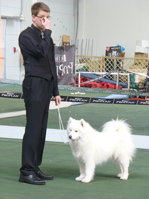 Samojed klub
