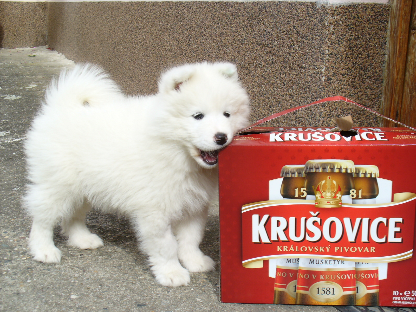 I Krušovice nejsou špatné