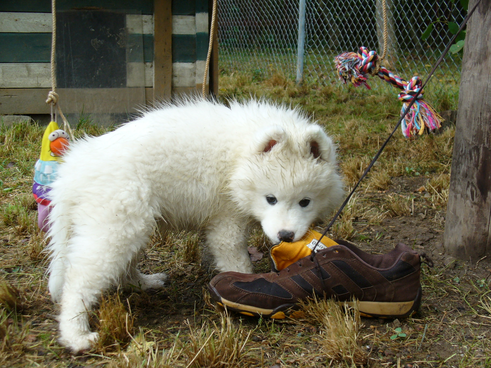 I botu mi páníček věnoval