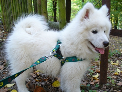 Mám první kšírky