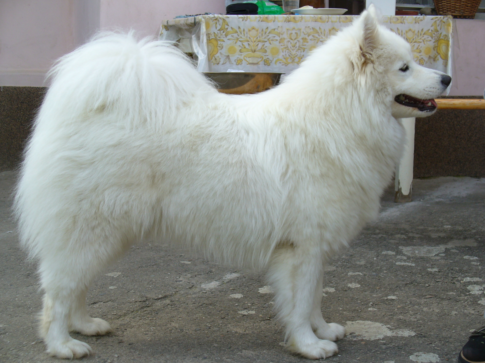 Výstavní postoj mi jde jen doma:)))